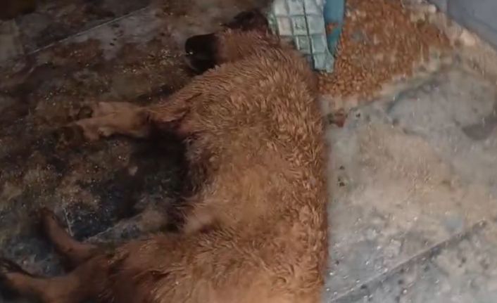 Bucak Belediyesi Sokak Hayvanları Bakımevi ve Rehabilitasyon Merkezi’nde feci görüntüler