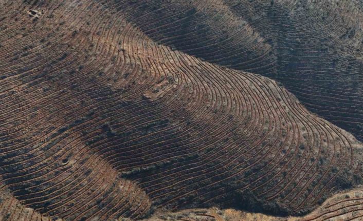 Bursa’da yanan ormanlar 8 ayda ilmek ilmek işlendi, bölge yeniden can buldu