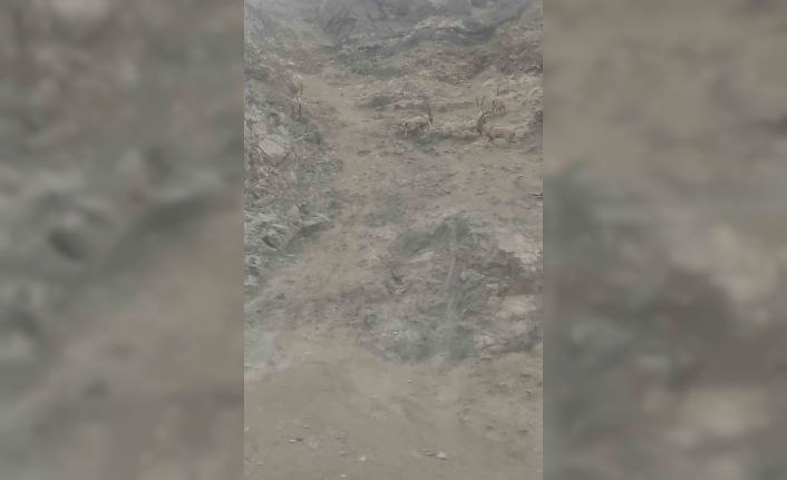 Diyarbakır’da nesli tükenme tehlikesi altında bulunan dağ keçileri sürü halinde görüntülendi
