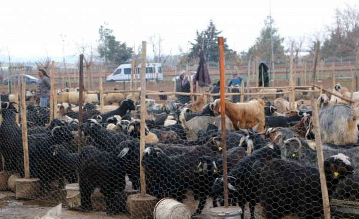 Diyarbakır’da vatandaşlar sofralara bırakacağı eti canlı hayvan pazarından almayı tercih ediyor