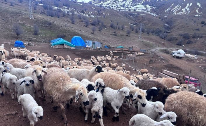 Erzincan’da baharın gelişiyle koyun-kuzu buluşmaları renkli görüntüler sundu