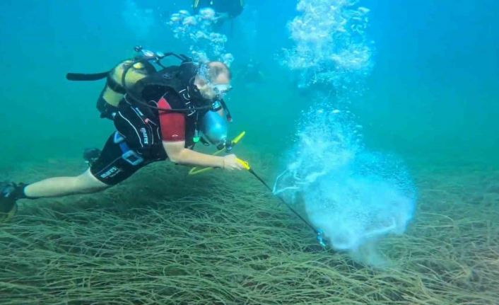 Garanti BBVA ve TURMEPA, deniz çayırlarının korunmasına yönelik çalışmalarını kamuoyuyla paylaştı