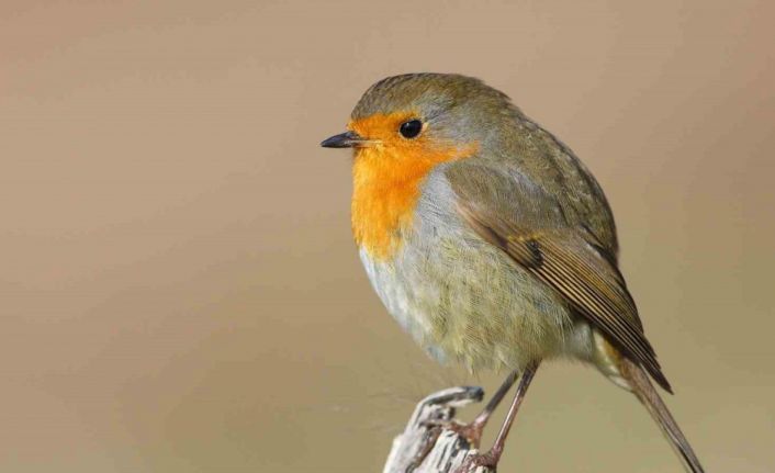 Göçmen kuşların uğrak noktası Türkiye: 2025’te 34 bin 360 kuş halkalandı