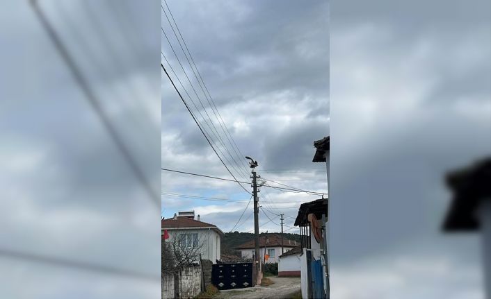 Gönen Dereköy’de leylek yapay yuvayı reddetti, eski yerine dönmek istiyor