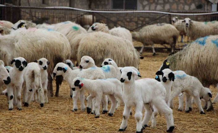 Hayvancılara kritik uyarı: Kuzu ve buzağı bakımında ilk saatler hayati önemde