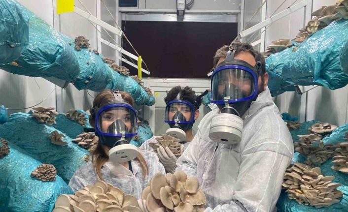 Hobi olarak başladığı mantar yetiştiriciliğinde günde 1 tona yakın hasat elde ediyor