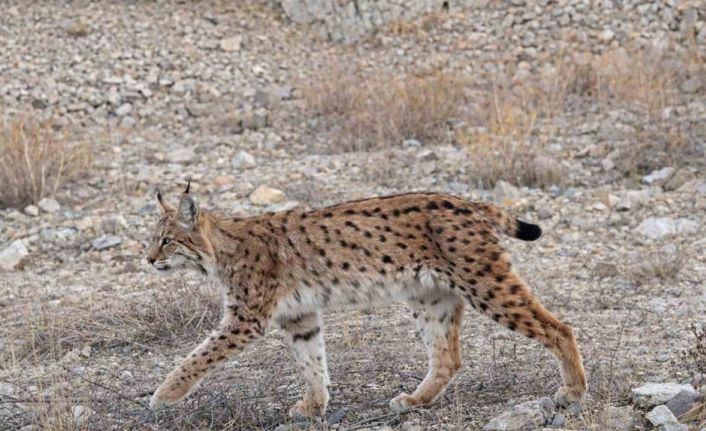 IUCN kırmızı listesinde yer alıyor: ’Ormanın hayaleti’ en net haliyle görüntülendi