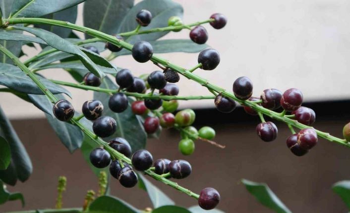 Karayemiş ağacı mevsimine 3 ay kala meyve verdi: "Tadı çok güzel"