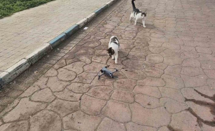 Kediler dronu fare sandı, ortaya renkli görüntüler çıktı