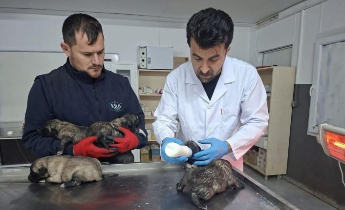 Kilis’te 6 köpek yavrusu yangından kurtarıldı