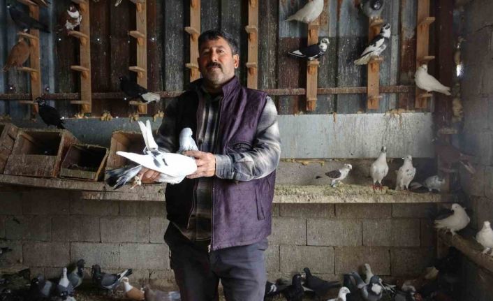 Kuzeninin 7 yaşındayken kendine verdiği güvercinle başlayan hevesini 45 yıldır yaşatıyor