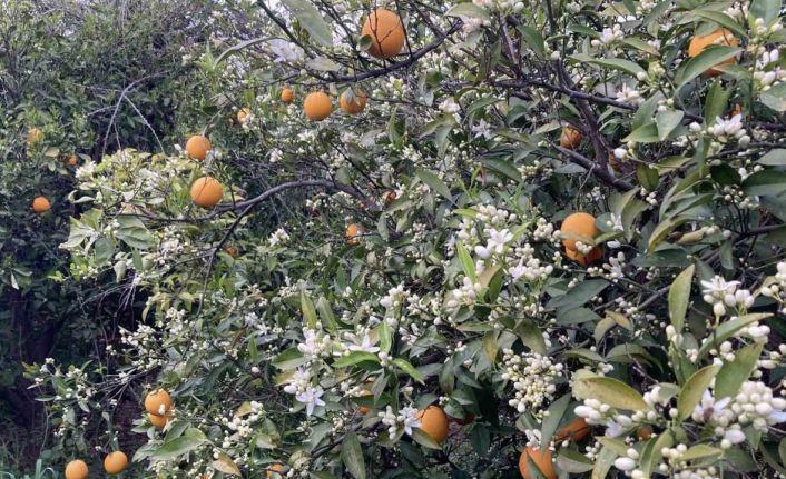 Mersin portakal kokmaya başladı: Dalında kalan ürünler toplanmadan çiçekler açtı