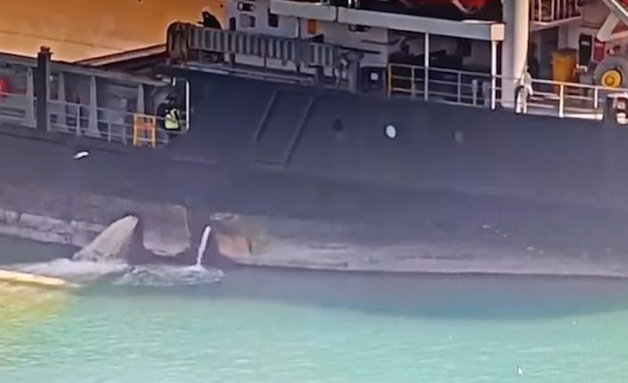 Mersin’de denizi kirleten gemiye 13 milyon TL ceza kesildi, gemi rıhtıma bağlandı