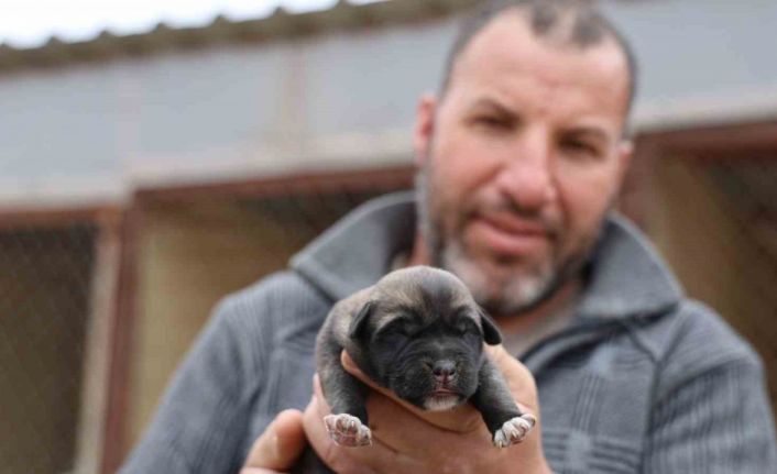 Mevsimin ilk kangalları dünyaya gözlerini açtı, karakterleri böyle ortaya çıkıyor