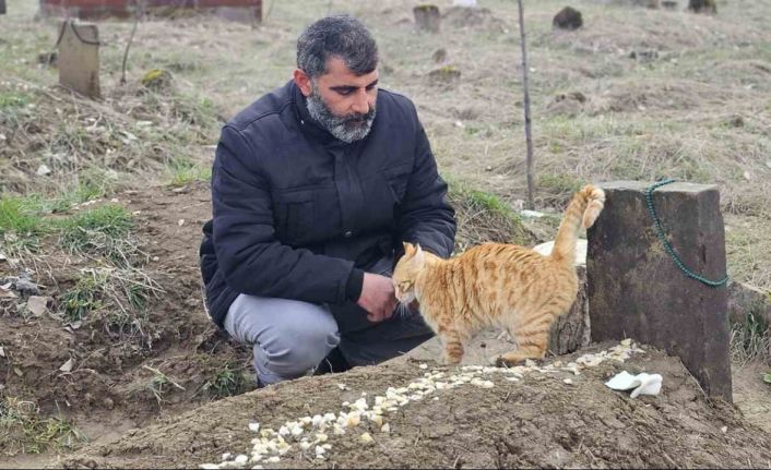 Muş’ta 9 gün önce öldürülen adamın kedileri mezarının başından ayrılmıyor