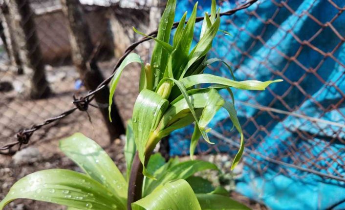 Sadece 20 günlük ömrü var: Bu çiçeği koparmanın cezası 700 bin lira