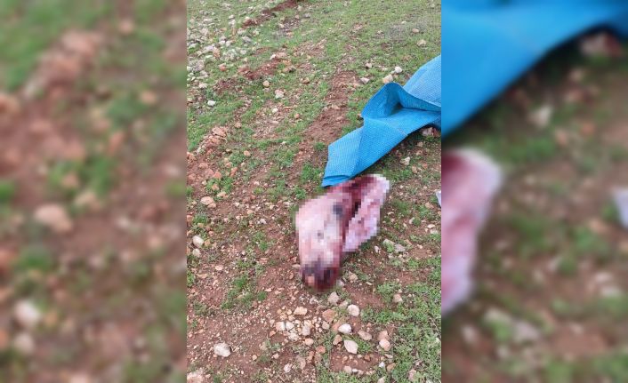 Şanlıurfa’da mide bulandıran görüntüler: Kesilmiş at kafası ve parçaları bulundu