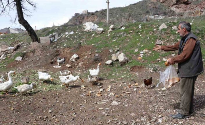 Şehirde renkli görüntüler oluşturan firari kazlar, yuvalarında görüntülendi