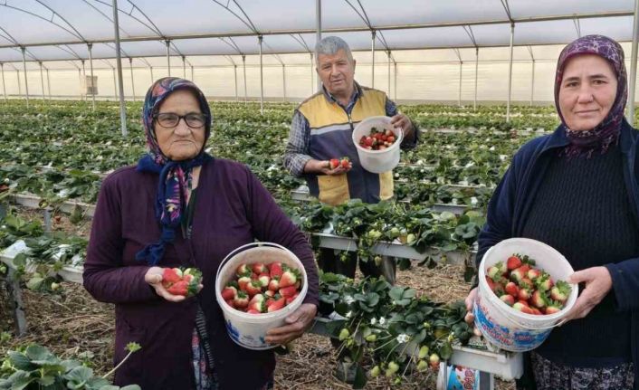 Silifke’de örtü altı çilekte bahar hasadı: Kilosu 140 ile 160 TL arasında