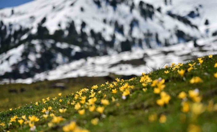 Süleymaniye’de renk cümbüşü: Sarı ve mor çiğdemler açtı