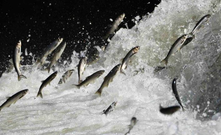 Van Gölü Havzası’nın doğusundaki yağış bolluğu tarımı ve inci kefali göçünü olumlu etkileyecek