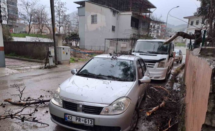 Yağmur ve şiddetli rüzgar çam ağacını devirdi, otomobil zarar gördü