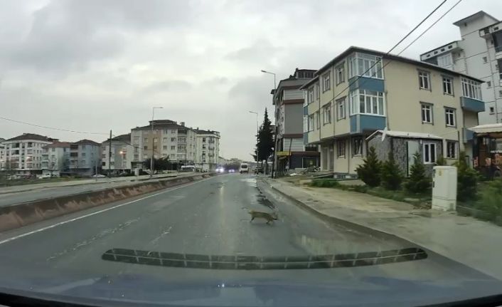 Yoldan geçerken arabanın altında kalan kedi koşarak kaçtı: O anlar araç kamerasına saniye saniye yansıdı