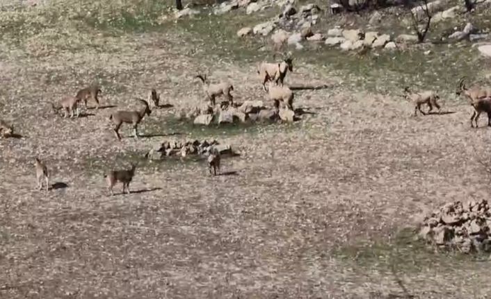 Zarar vermenin cezası 940 bin lira: Diyarbakır’da sürü halinde görüntülendi