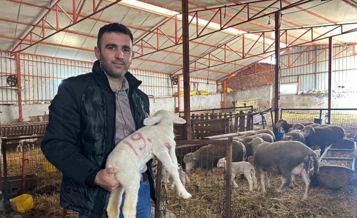 57 yıldır safkan damızlık Karacabey merinosu yetiştiriyorlar, birçok sürüde imzaları var