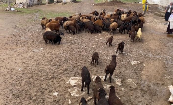Ağrı’da kuzuların anneleri ile buluşması renkli anlara sahne oldu
