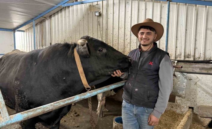 Aksiliklerinden kantara çıkamıyorlar: 4 yaşındaki dev tosunları gören bir daha bakıyor