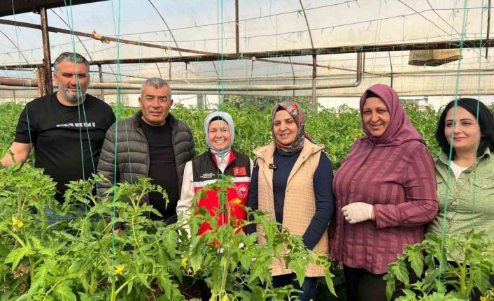 Aksu’da örtü altı tarımda yıllık yaklaşık 370 bin tonluk rekoltenin tamamı kadın çiftçilerin emeğiyle üretiliyor