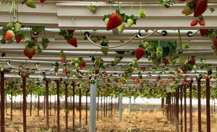 Almanya’da eğitim aldı, Türkiye’de "topraksız" başarıyı yakaladı: Hedef 100 ton çilek