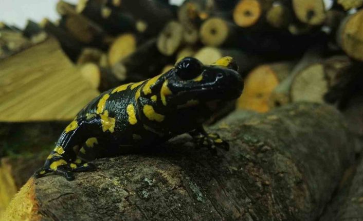 Baharla birlikte Benekli Semenderler çıkmaya başladı; Zarar vermenin bedeli, 557.212 TL