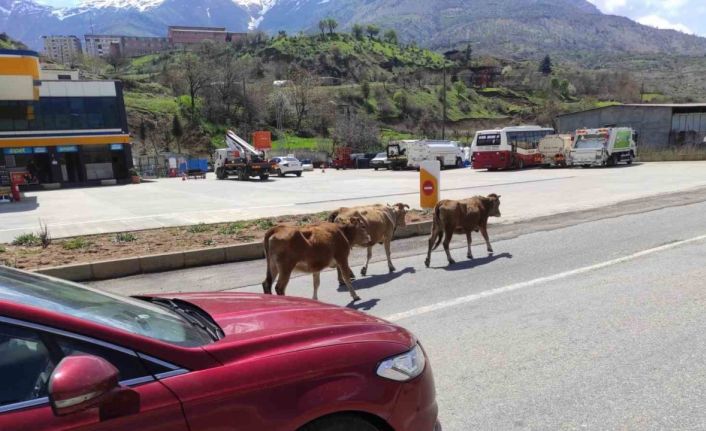 Batman’da yola çıkan büyükbaş hayvanlar sürücülere zor anlar yaşatıyor