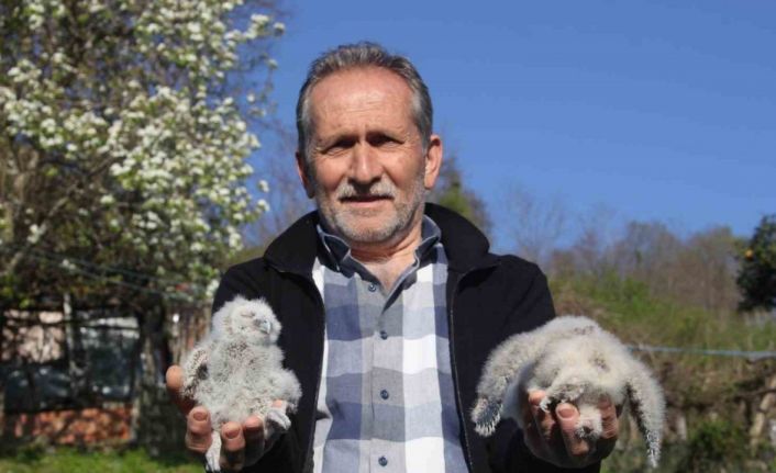Baykuş ile çiftçinin 20 yıllık dostluğu: Her yıl aynı serendisine yuvalıyor