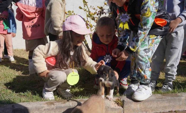 Bilecik Belediyesi Sokak Hayvanları Tedavi ve Rehabilitasyon Merkezi’nde mutlu yaşam