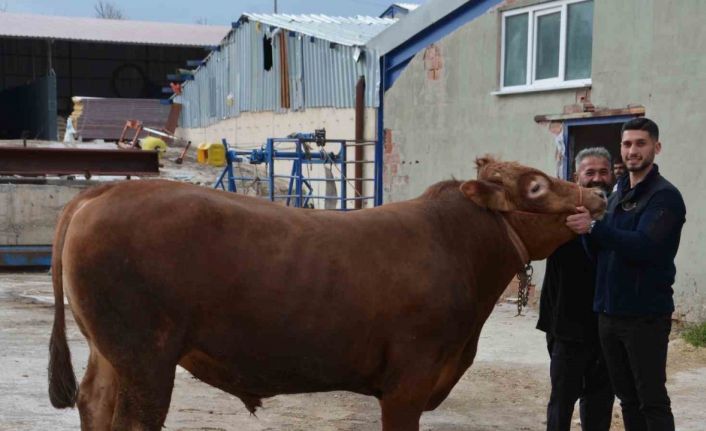 Bir ton 140 kilogramlık kurbanlık dana 575 bin liraya alıcı buldu