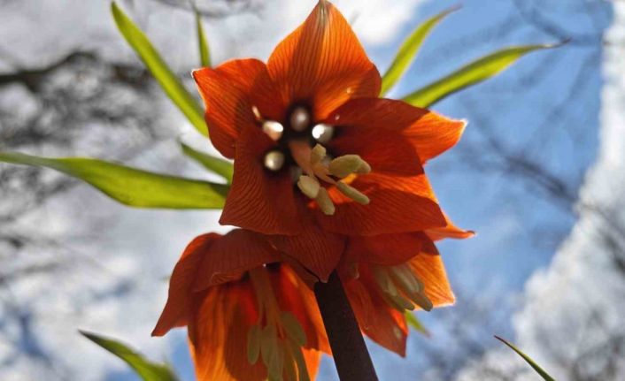 Bitlis’te açan ters laleler görsel şölen sunuyor