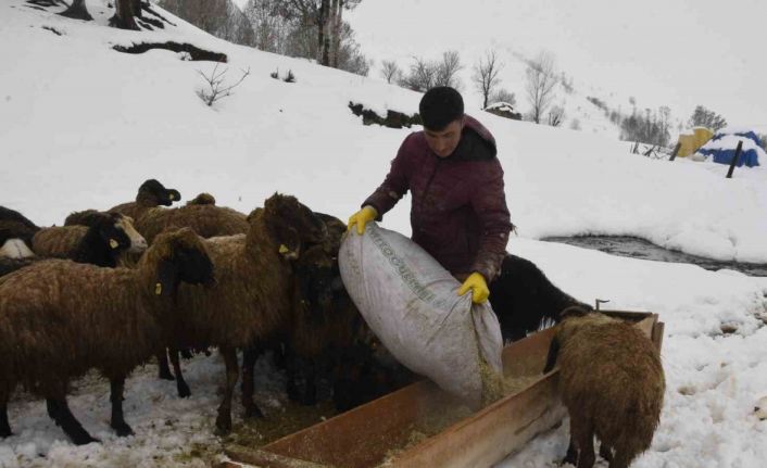 Bitlis’te kış mevsiminin uzaması küçükbaş hayvancılığı vurdu