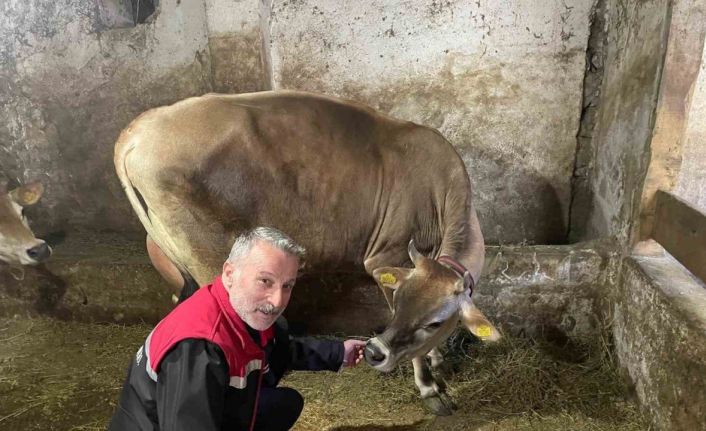 Danimarka ve Amerika’dan getirildiler, Of’a kısa sürede uyum sağladılar
