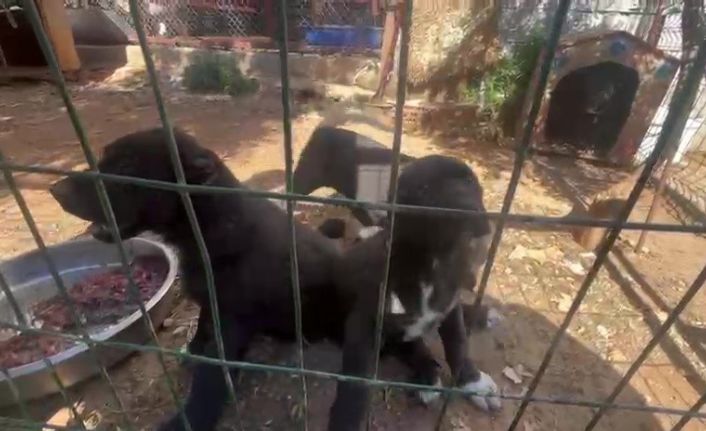 Dövüş köpeği üretip yavruların kulaklarını kesen işletmeye 323 bin TL ceza