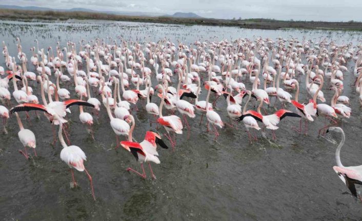 Eber Gölü’nde görsel şölen: Flamingolar renkli görüntüler oluşturdu