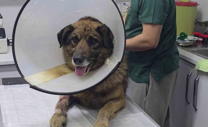 Havladığı için 4 kurşunla vurulan köpek hayata tutundu; Adını "Kurşun" koydular