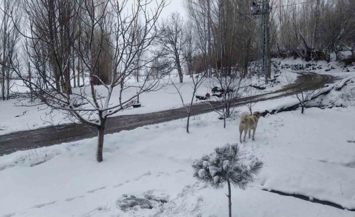 Iğdır’da nisan sürprizi: Yüksek kesimlerde kar, merkezde yağmur etkili