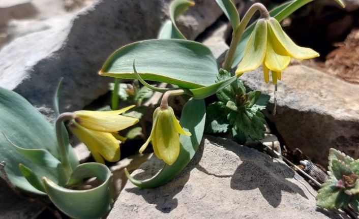 İsmini keşfedildiği ilçeden alıyor: Ender görülen Çermik ters lalesi çiçek açtı