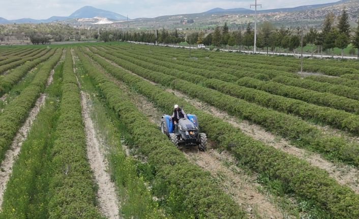 Isparta’da gül hasadı öncesi umutlar arttı: 13 bin ton rekolte bekleniyor