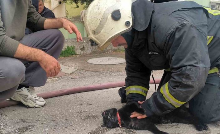 İtfaiye eri yangında dumandan etkilenen kediyi kalp masajı ile hayata döndürdü