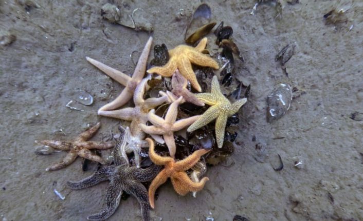 İzmit Körfezi’nden 1,8 milyon metreküp çamur çıkarıldı, deniz canlıları geri döndü