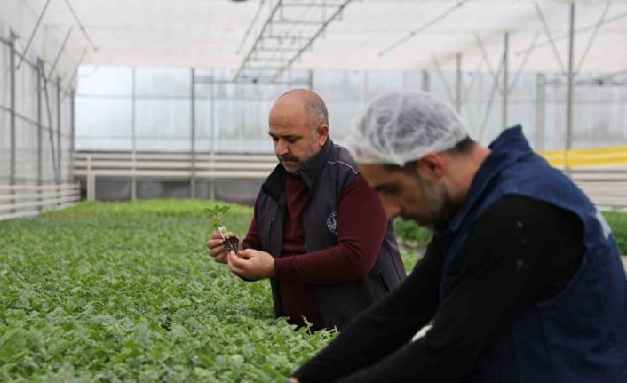 Jeotermal tesiste üretilen çiçekler, kentin renklenmesinde önemli rol alıyor